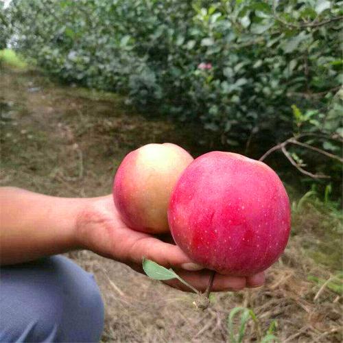 果树苗 92-58苹果苗价格品质优良 保湿邮寄_园林_果树_世界工厂网