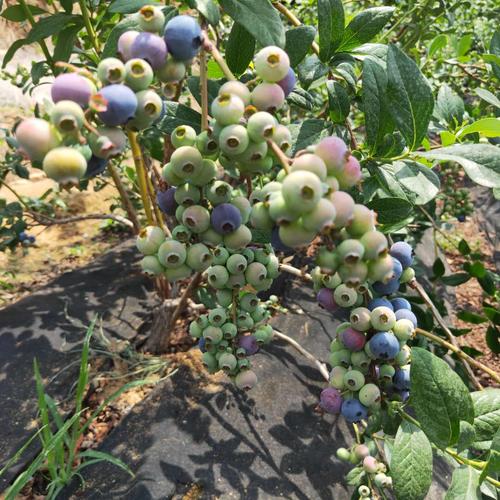 薄雾蓝莓一直在被广泛种植.中熟品种.